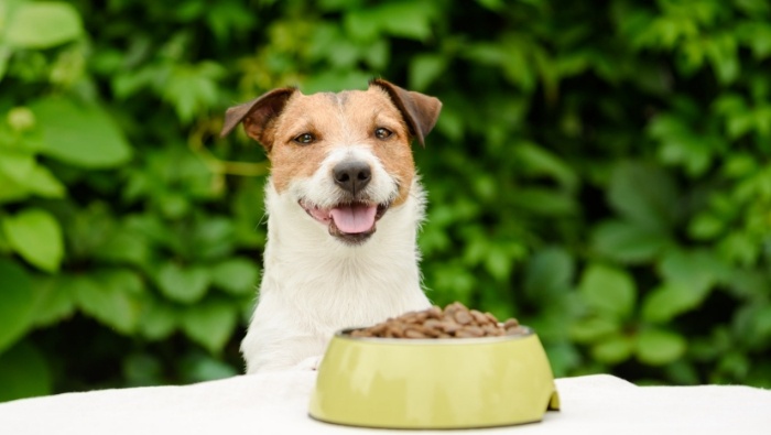 Cutting the Cost of Dog Food photo