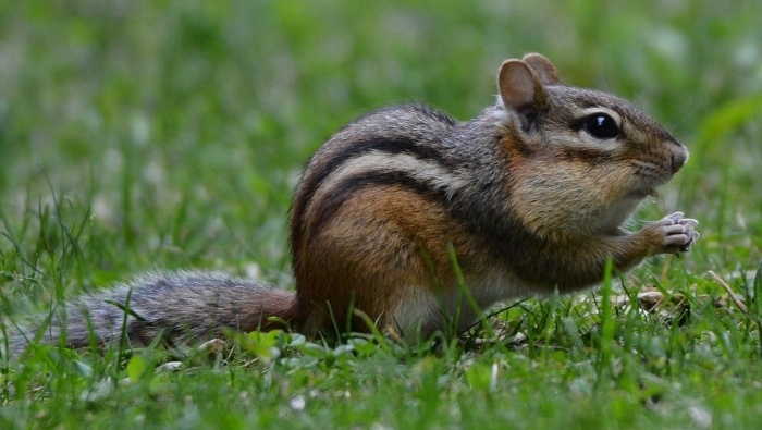 https://thedollarstretcher.com/wp-content/uploads/2020/08/humane-removal-of-chipmunks-from-yard.jpg