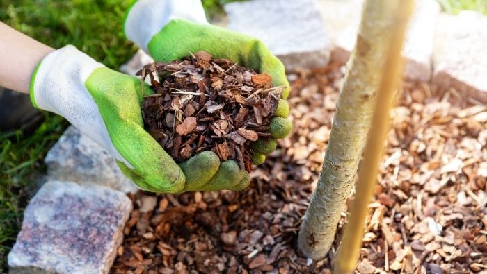 Cheap Mulch for Your Yard and Garden photo