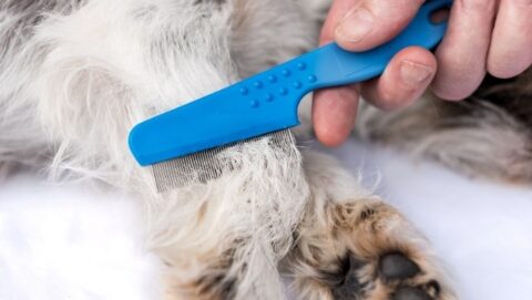 View of 4 Low Cost Flea Control Solutions - The Dollar Stretcher