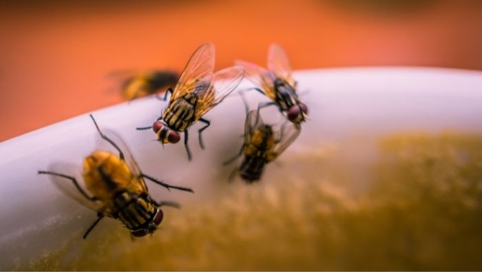 Tips on Getting Rid of Fruit Flies with Rubbing Alcohol - Frugally