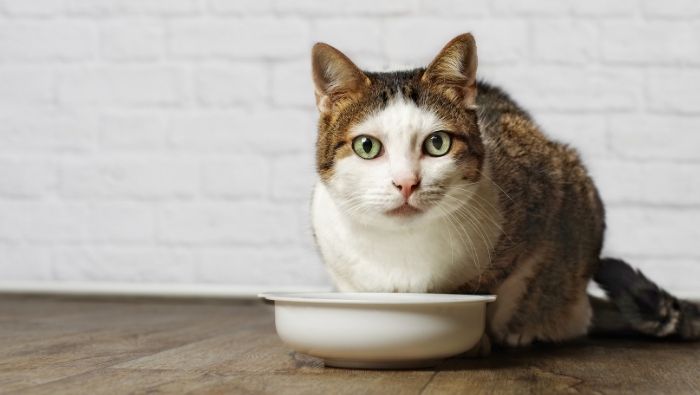 Cheap Homemade Cat Food Recipes photo