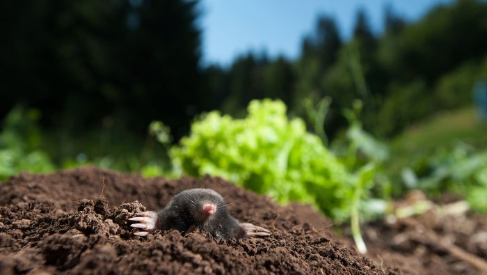 Methods To Rid Your Lawn of Moles photo