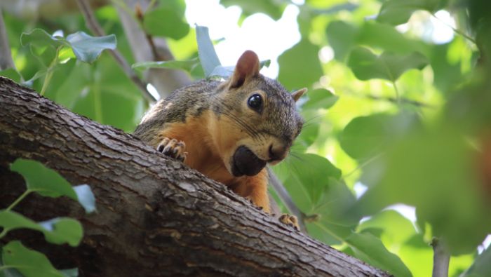 Ways To Squirrel Away More Money photo