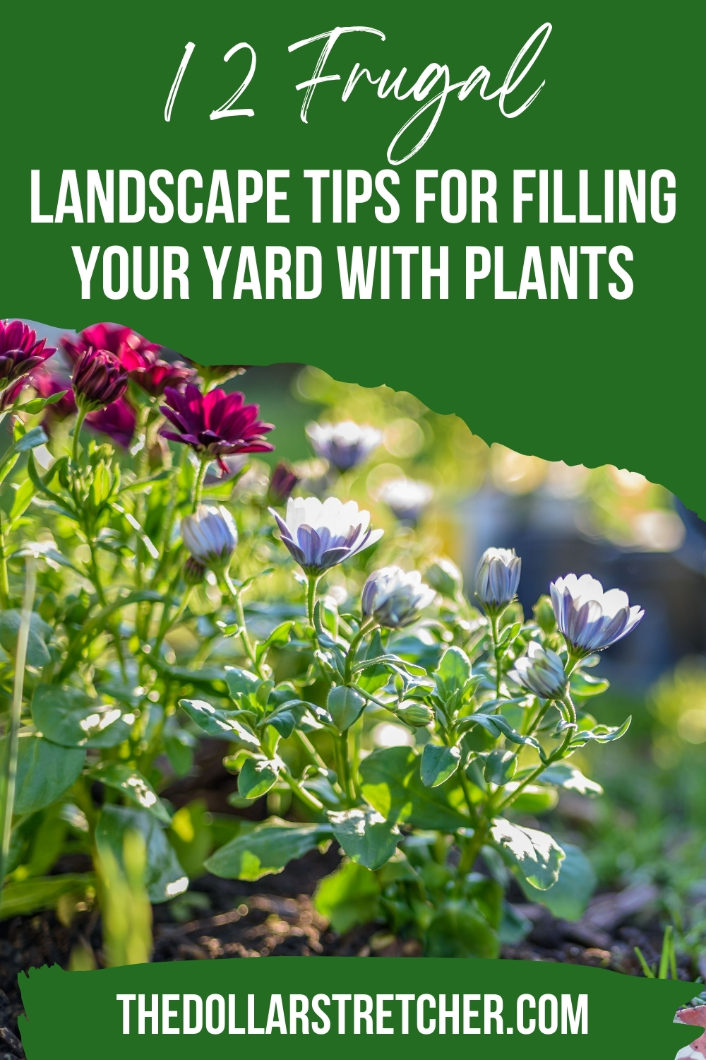 Landscape Tips for Filling Yard With Plants PIN